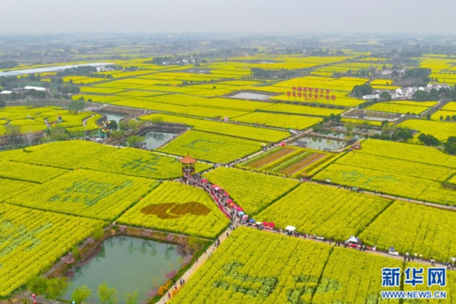 从“一朵花”到“一条链” 湖北油菜产业拓出新路子